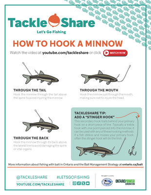 How To Hook A Minnow OFAH TackleShare