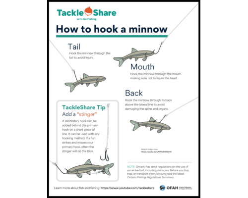 How to Hook a Minnow