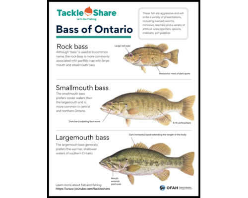 Common “Bass” of Ontario