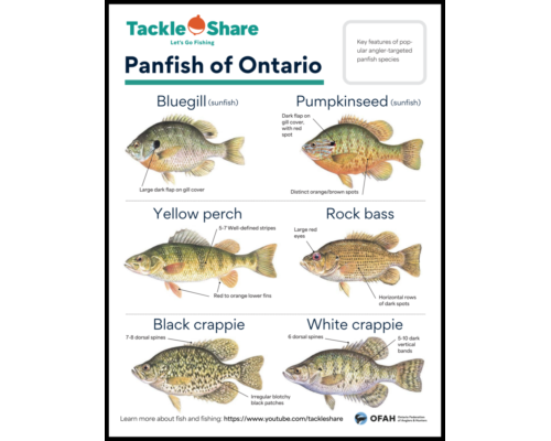 Popular Panfish of Ontario